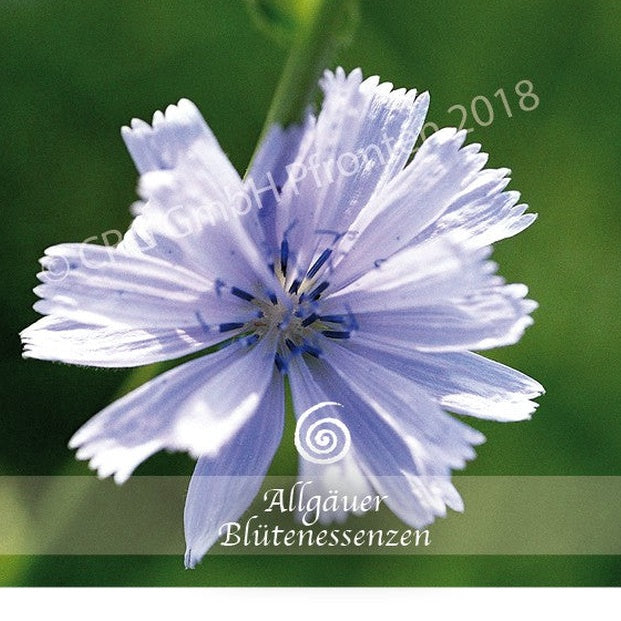 Allgäuer Blütenessenzen Wegwarte 50ml mit Blütenkarte