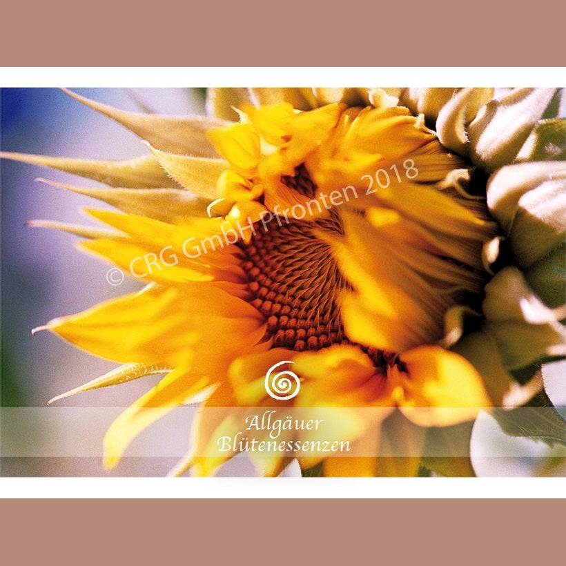 Allgäuer Blütenessenzen Sonnenblume 50ml mit Blütenkarte