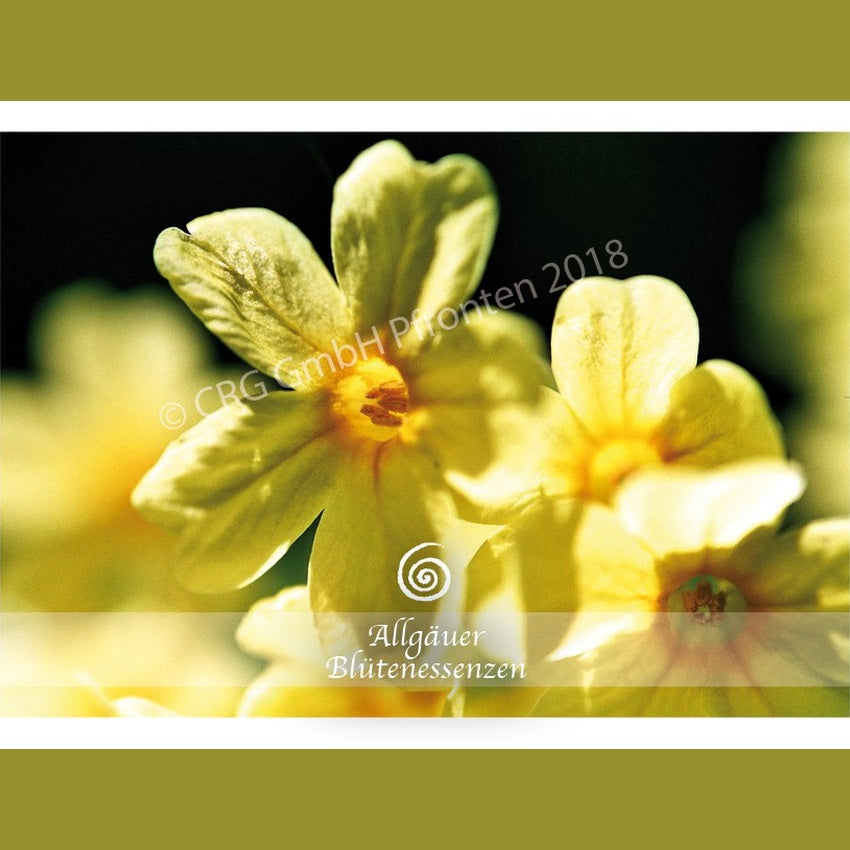 Allgäuer Blütenessenzen Schlüsselblume 50ml mit Blütenkarte