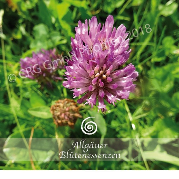 Allgäuer Blütenessenzen Rotklee 50ml mit Blütenkarte