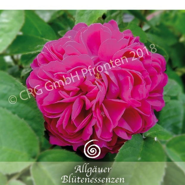 Allgäuer Blütenessenzen Rose 50ml mit Blütenkarte