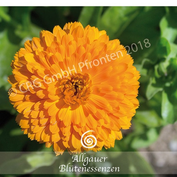 Allgäuer Blütenessenzen Ringelblume 50ml mit Blütenkarte