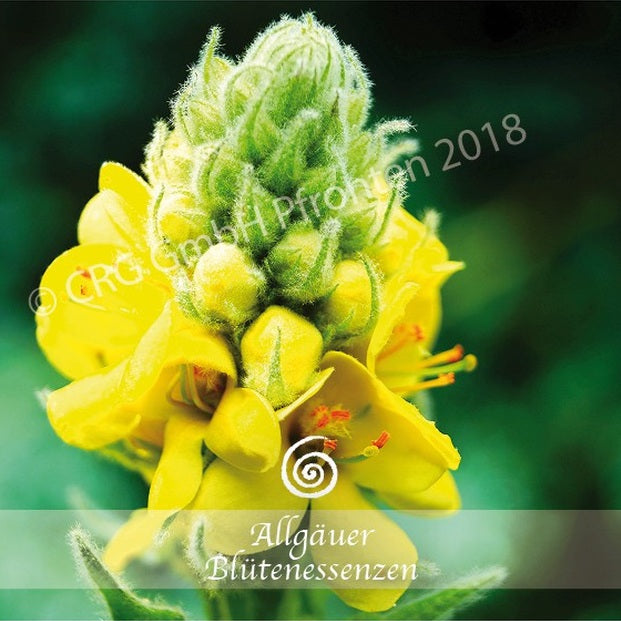 Allgäuer Blütenessenzen Königskerze 50ml mit Blütenkarte