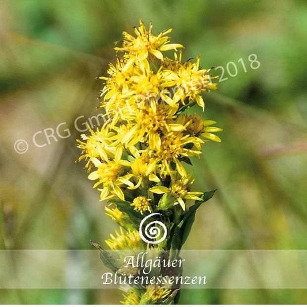 Allgäuer Blütenessenzen Goldrute 50ml mit Blütenkarte