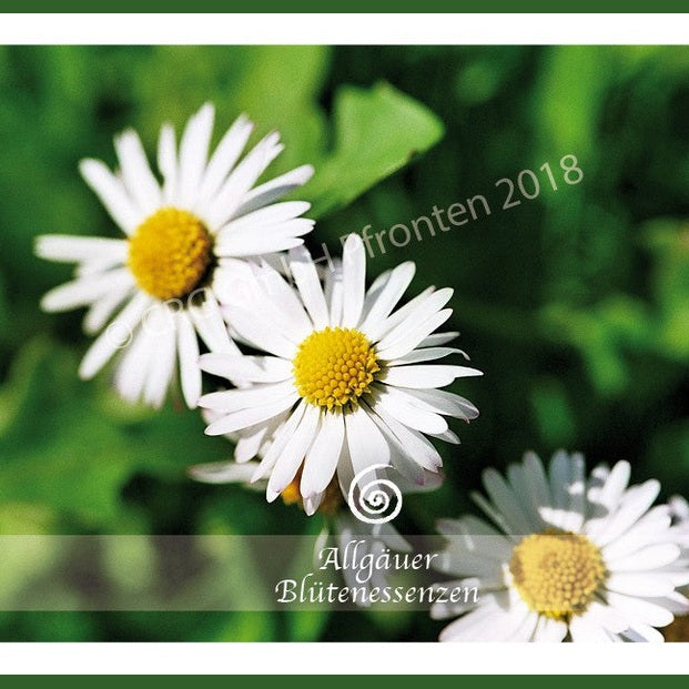 Allgäuer Blütenessenzen Gänseblümchen 50ml mit Blütenkarte