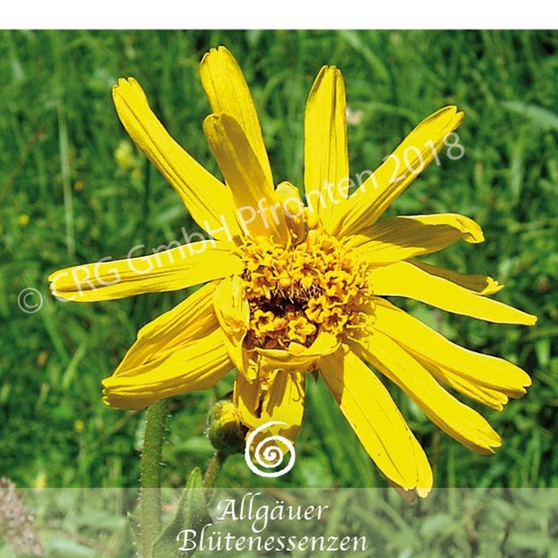 Allgäuer Blütenessenzen Arnika 50ml mit Blütenkarte