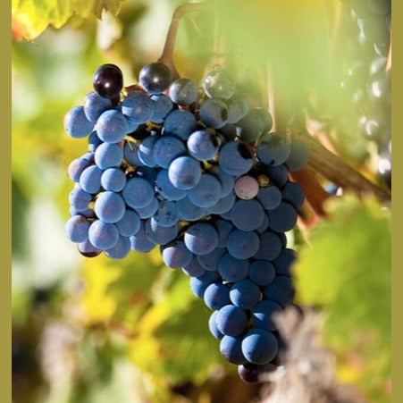 VINO VIDA