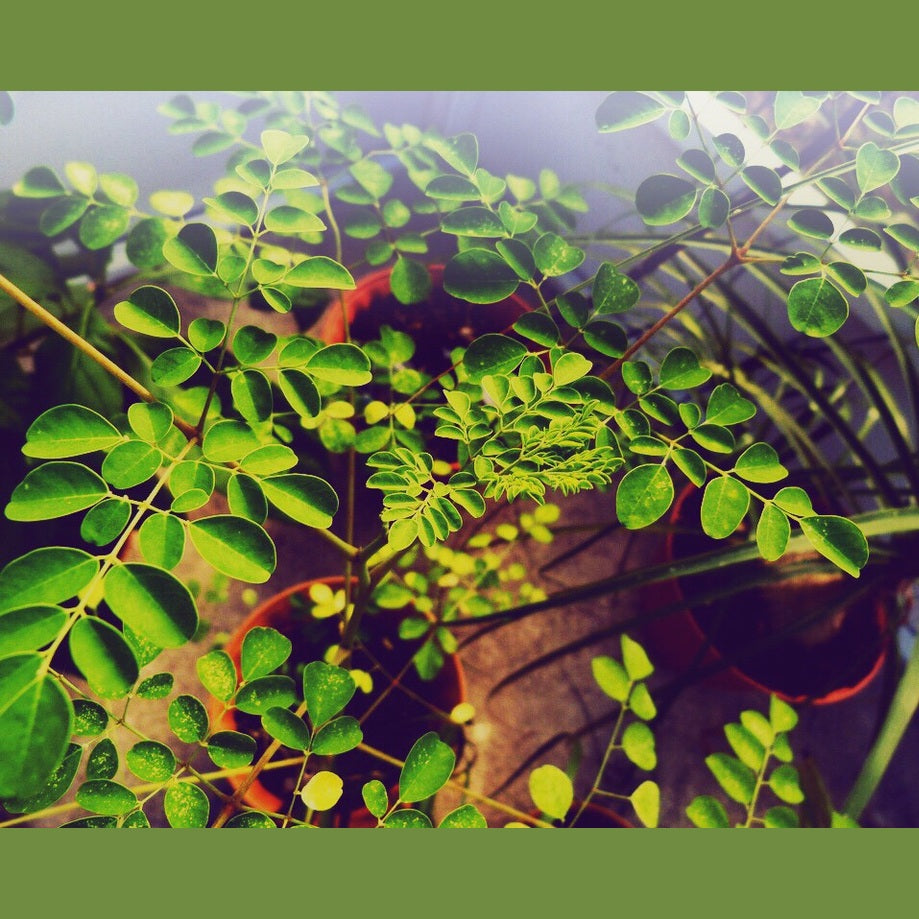 Moringa Tee (BIO) 50g