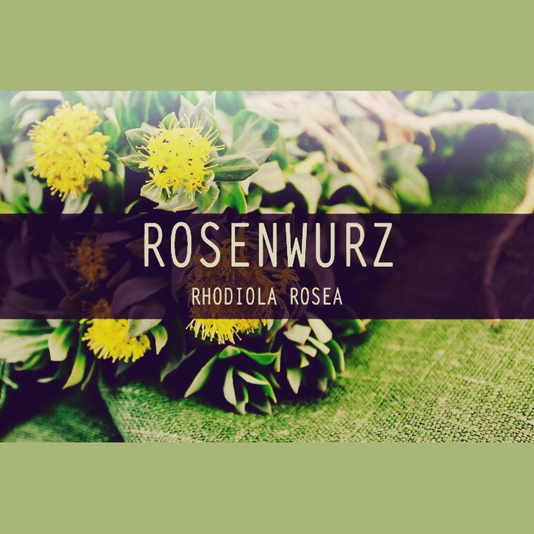Rhodiola Kapseln (BIO) Rosenwurz