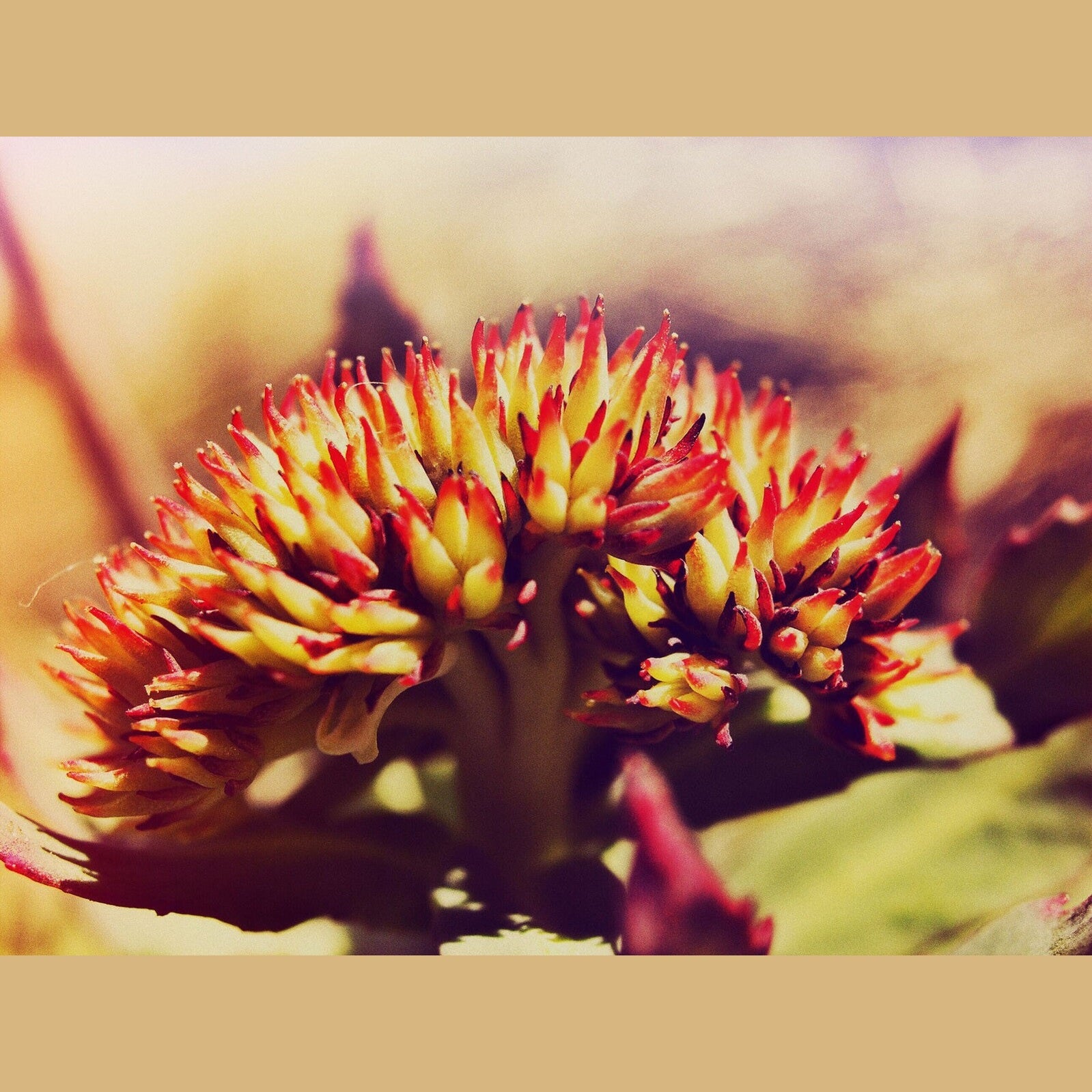 Rhodiola Kapseln (BIO) Rosenwurz