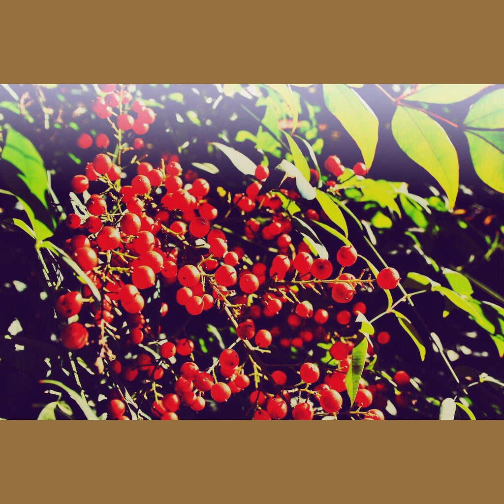 Schisandra Kapseln 50 Stück