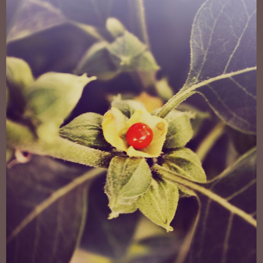 Ashwagandha Kapseln (BIO) 50 Stück