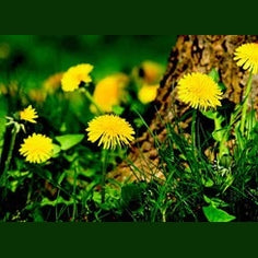 Löwenzahnwurzel Kapseln (Bio) 50 Stück