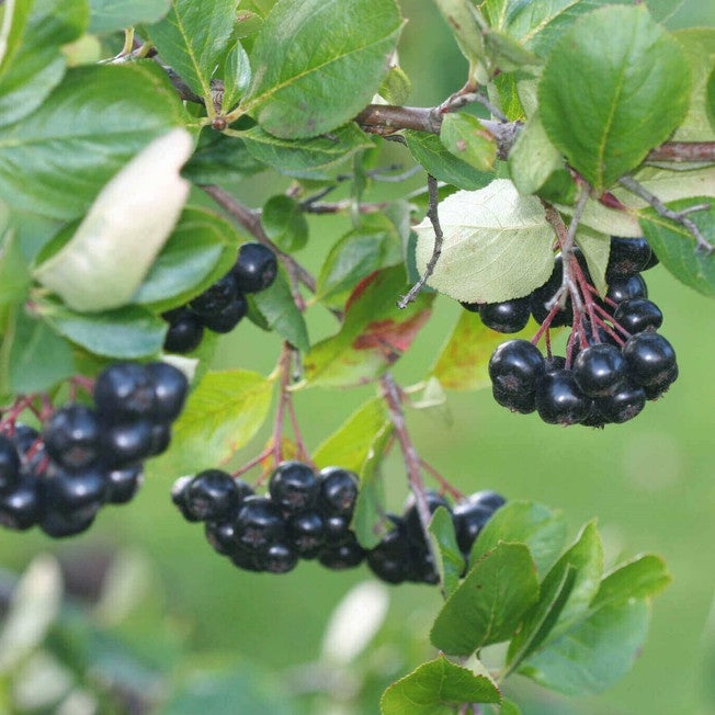 Aronia Shot 10 Stück