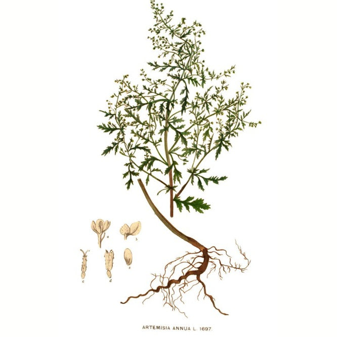 ARTEMISIA PET BIO