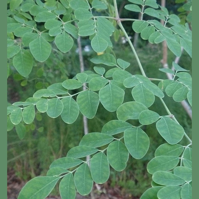 MORINGA VIDA