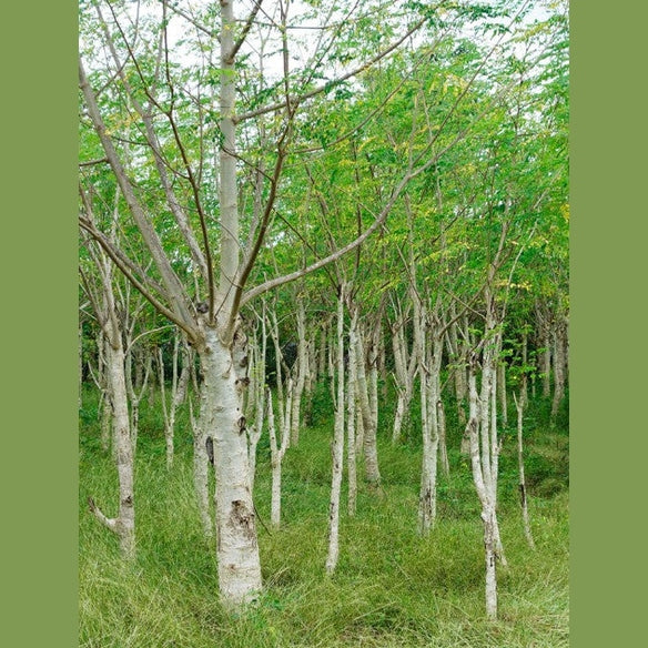 MORINGA VIDA