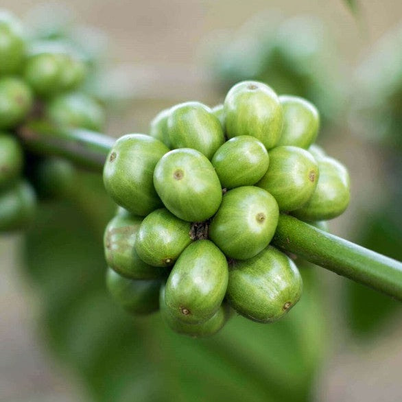 COFFEA VIDA