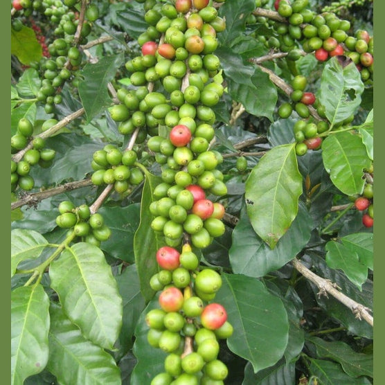 COFFEA VIDA