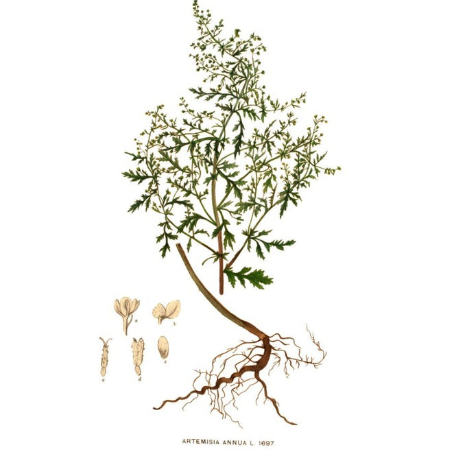 Artemisia Blattschnitt Bio 50g