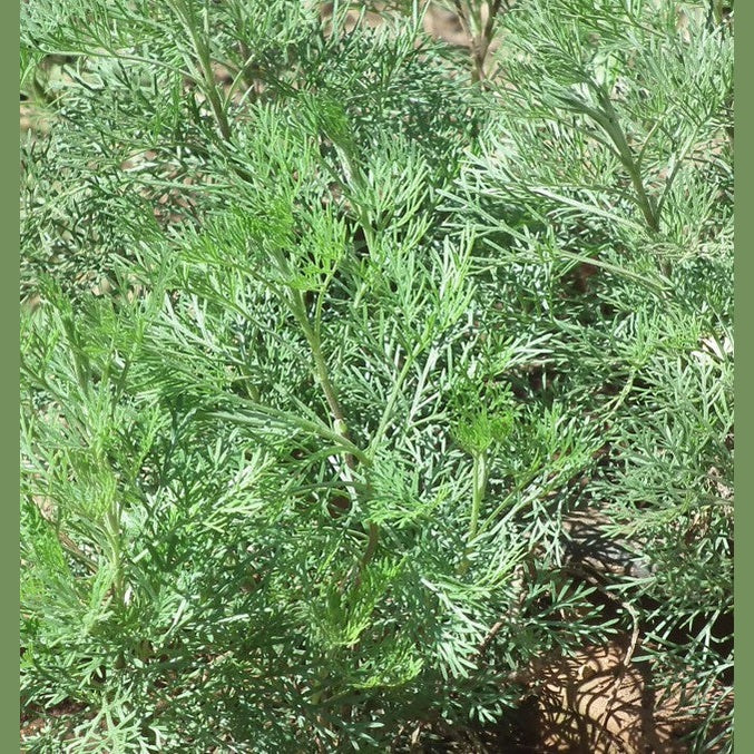 Artemisia Blattschnitt Bio 50g