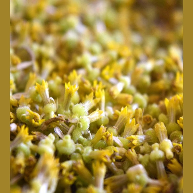 POLLEN VIDA