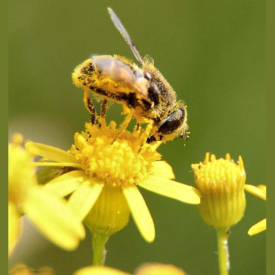 POLLEN VIDA
